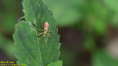 Epidaus tuberosus
