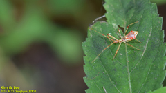 Epidaus tuberosus