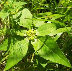 Euphorbia dentata