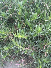 Carpobrotus edulis