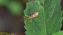 Epidaus tuberosus