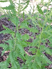 Dysphania ambrosioides