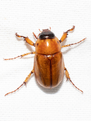 Cyclocephala lurida