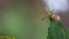 Epidaus tuberosus