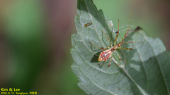 Epidaus tuberosus