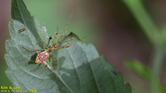 Epidaus tuberosus