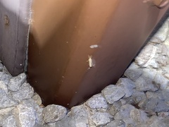 Microcrambus biguttellus