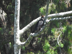 Cathartes burrovianus