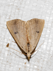 Scolecocampa