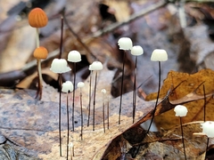 Marasmius capillaris