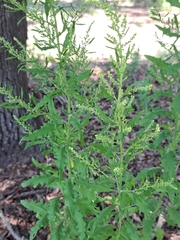 Dysphania ambrosioides