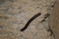 Myriapoda