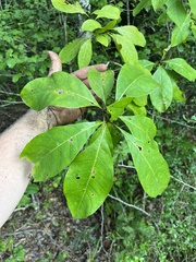 Chionanthus virginicus