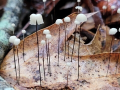 Marasmius capillaris