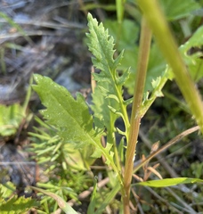 Packera pauciflora