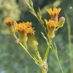 Packera pauciflora