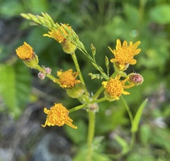 Packera pauciflora