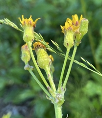 Packera pauciflora