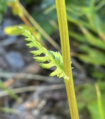 Packera pauciflora