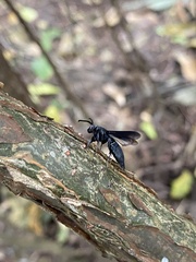 Myrmecopsis strigosa