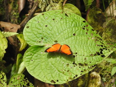Tegosa