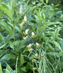 Anticlea occidentalis