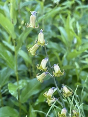 Anticlea occidentalis