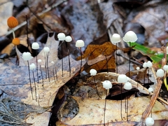 Marasmius capillaris