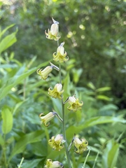 Anticlea occidentalis