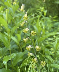 Anticlea occidentalis