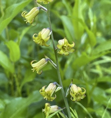 Anticlea occidentalis