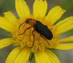 Nemognatha nemorensis