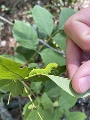 Sphinx kalmiae