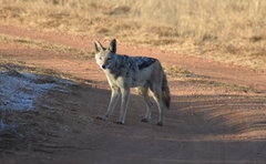 Lupulella mesomelas mesomelas