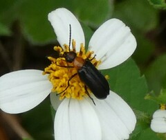 Nemognatha nemorensis