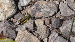 Megaulacobothrus aethalinus