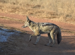 Lupulella mesomelas mesomelas