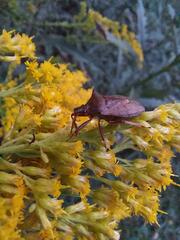 Picromerus bidens