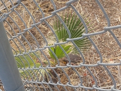 Washingtonia robusta