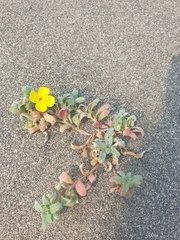 Camissoniopsis cheiranthifolia