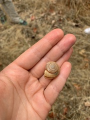 Helminthoglypta