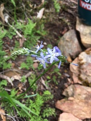 Caesia calliantha
