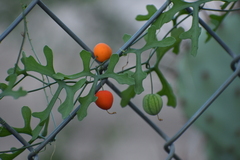 Ibervillea macdougalii