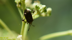 Eurystylus coelestialium