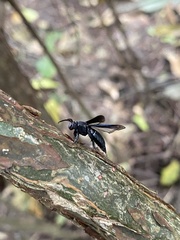 Myrmecopsis strigosa