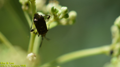 Eurystylus coelestialium