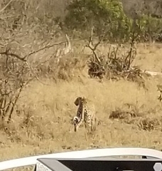 Panthera pardus pardus