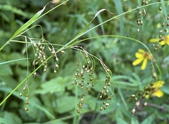 Luzula parviflora
