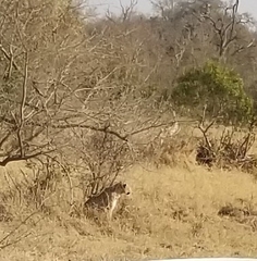 Panthera pardus pardus