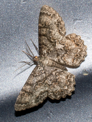 Epimecis